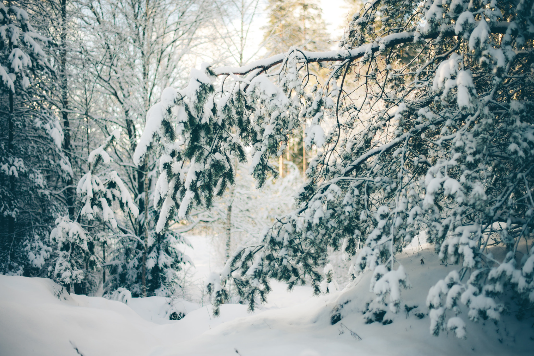 Nikon D610 + Nikon AF-S Nikkor 50mm F1.4G sample photo. Winter day in latvia photography