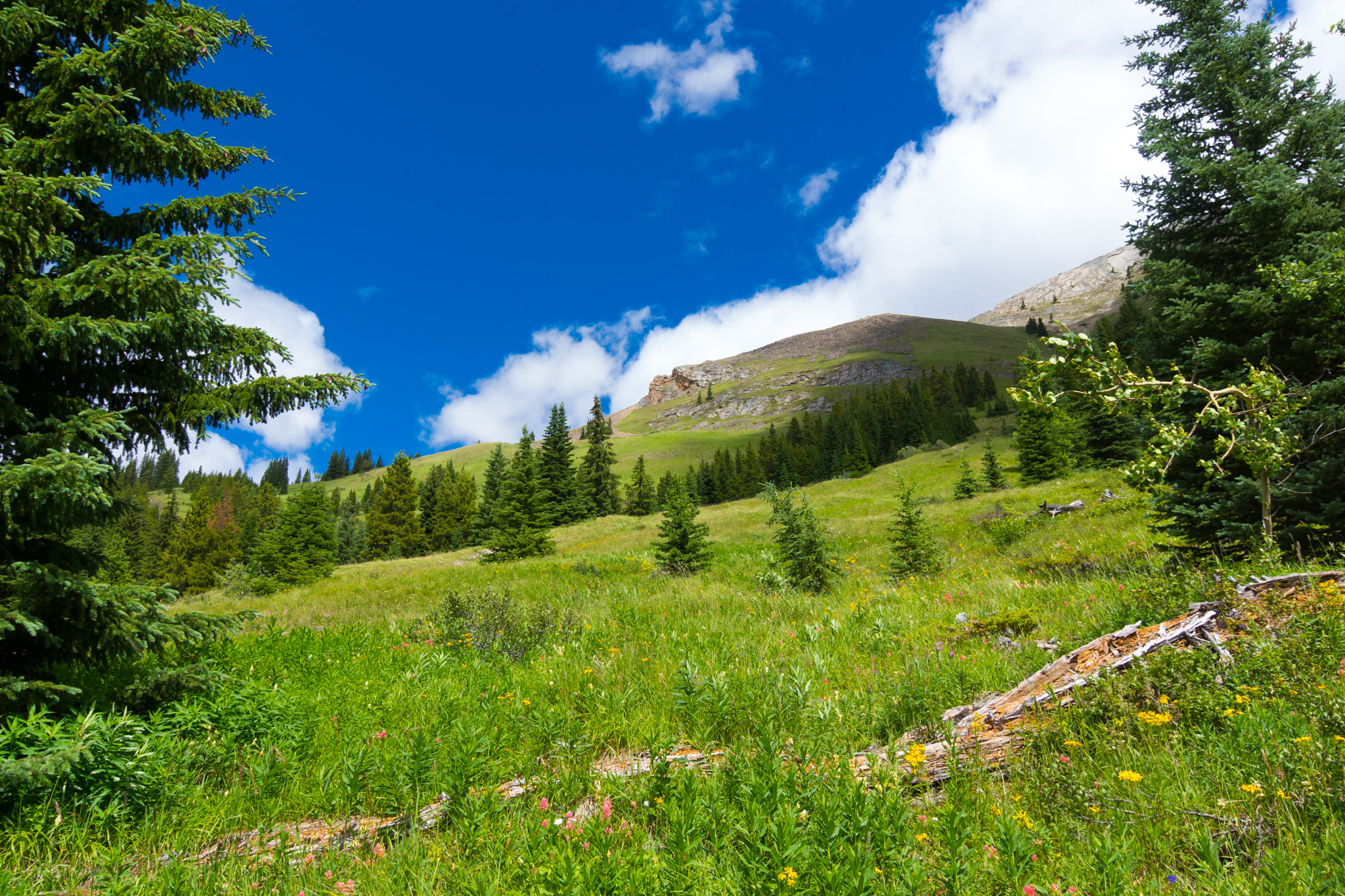 Sony SLT-A77 sample photo. Mountain meadow at picklejar lake photography