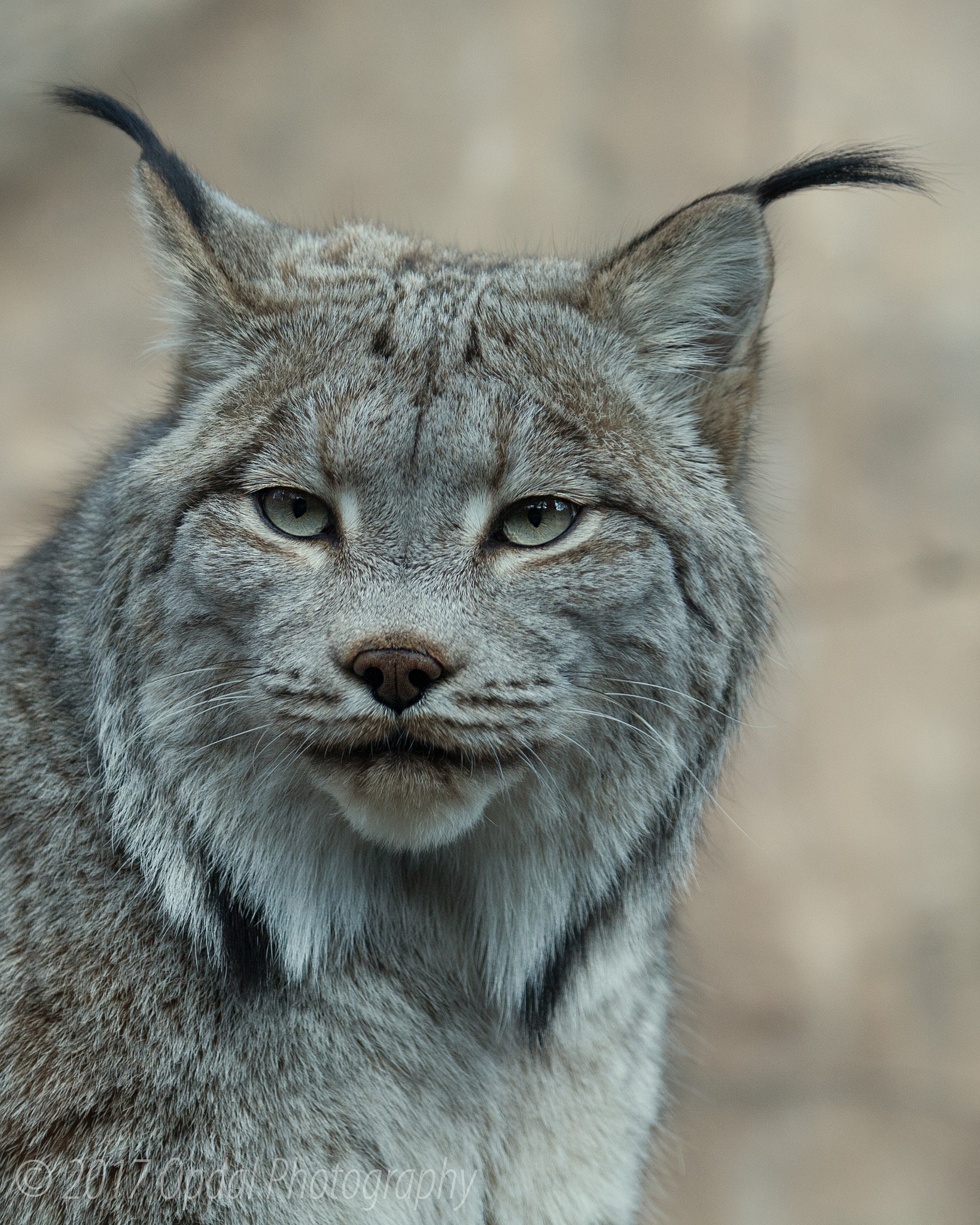 Canon EF 100-400mm F4.5-5.6L IS USM sample photo. Lynx photography
