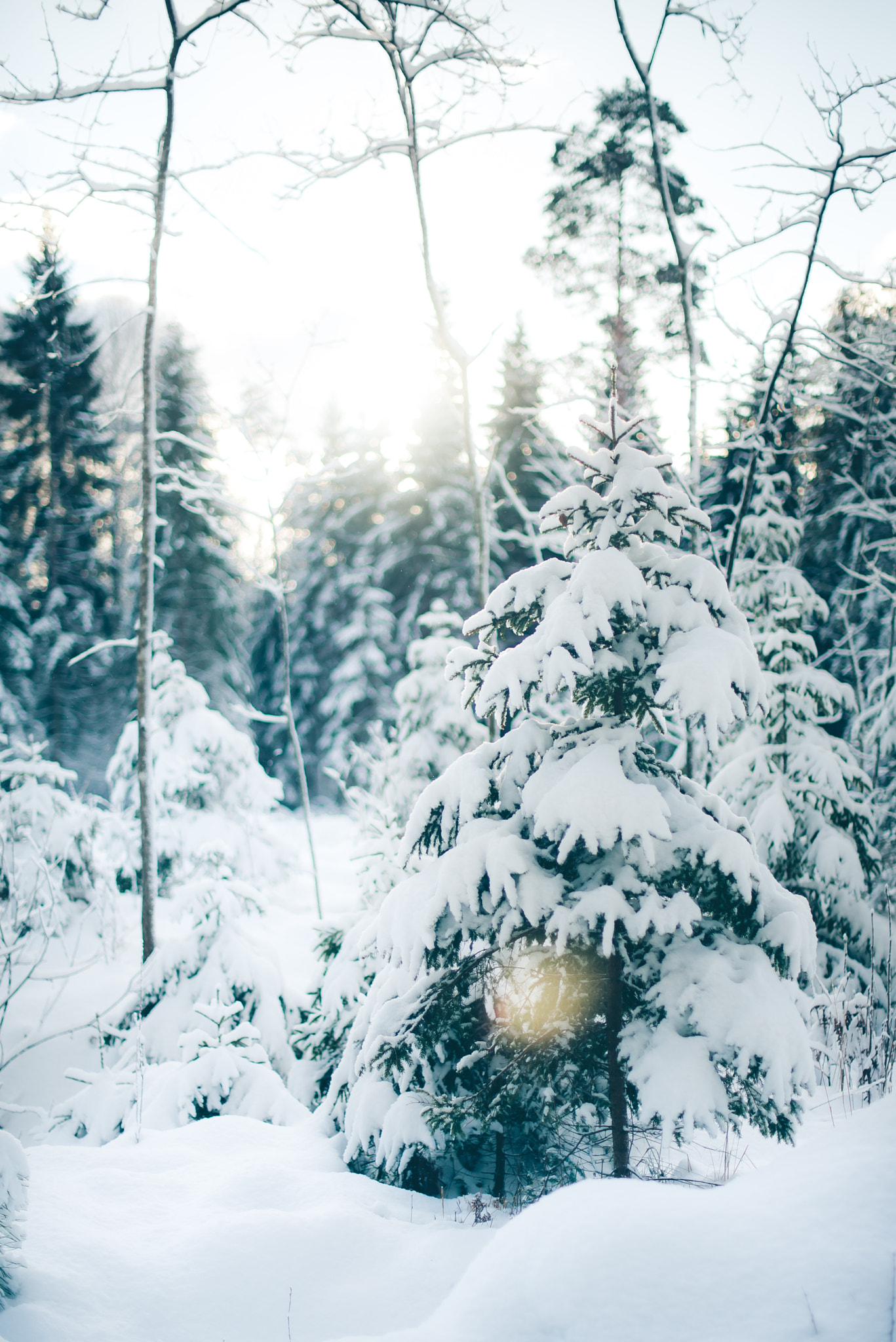 Nikon D610 + Nikon AF-S Nikkor 50mm F1.4G sample photo. Winter day in latvia photography