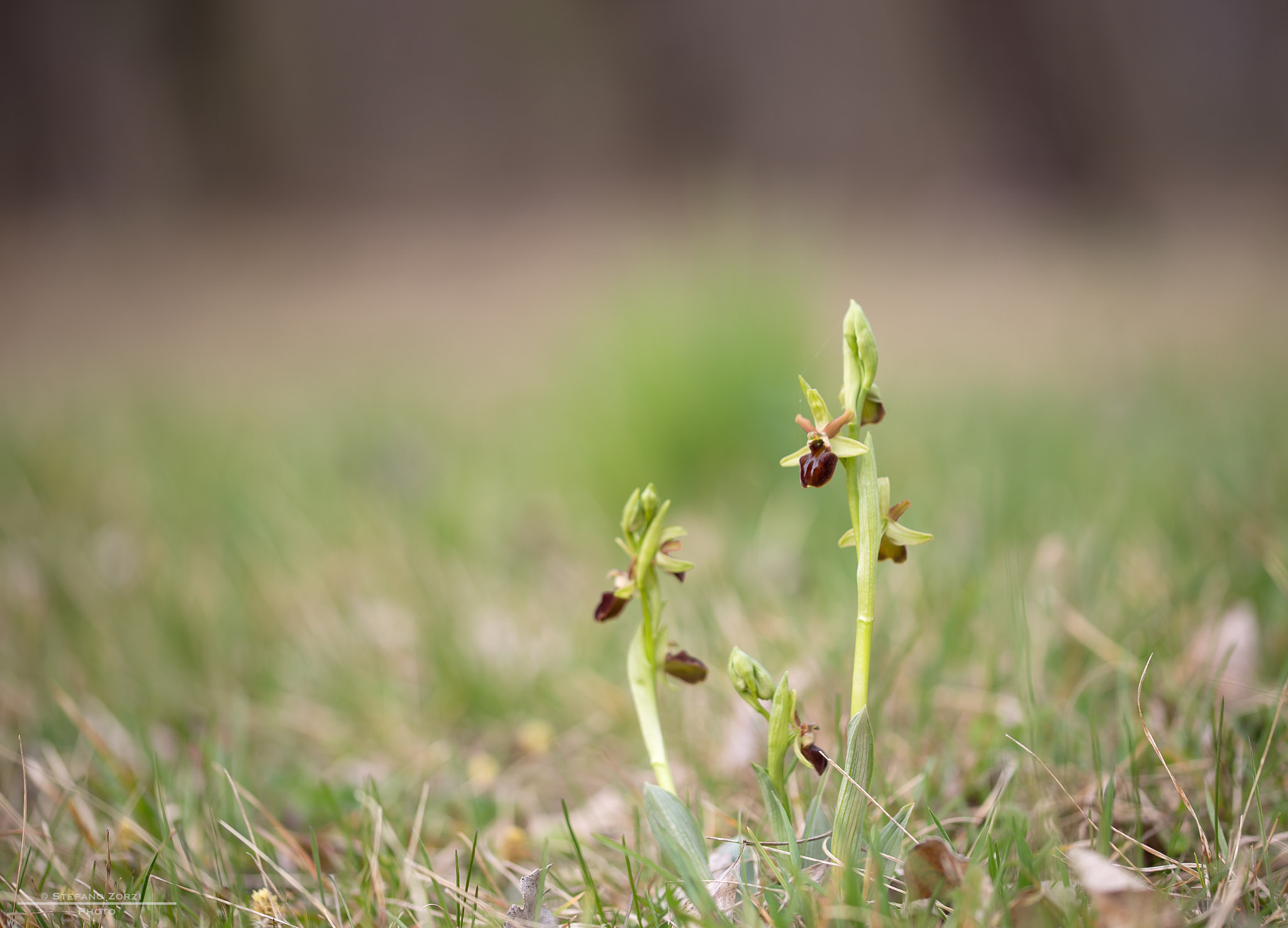 Canon EOS 6D + Sigma 105mm F2.8 EX DG OS HSM sample photo. Early spider orchid photography