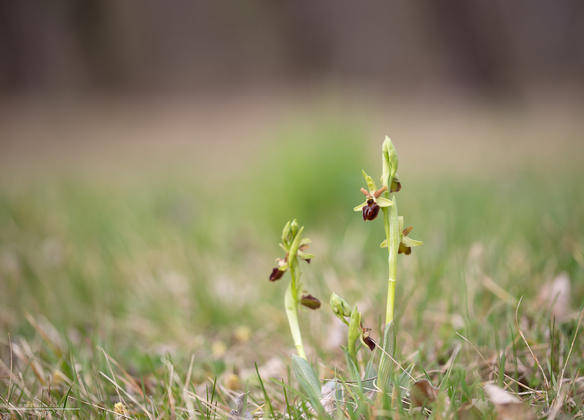 Sigma 105mm F2.8 EX DG OS HSM sample photo. Early spider orchid photography