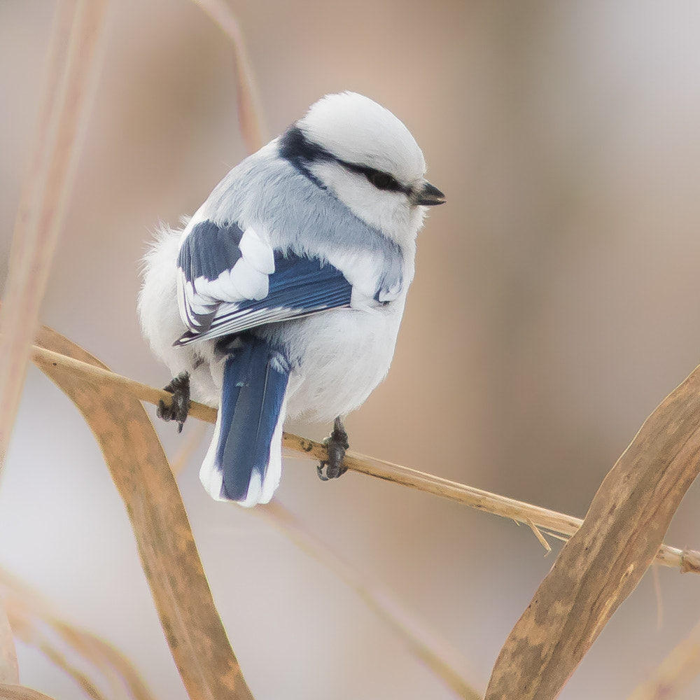 Canon EF 300mm F4L IS USM sample photo. Князёк photography