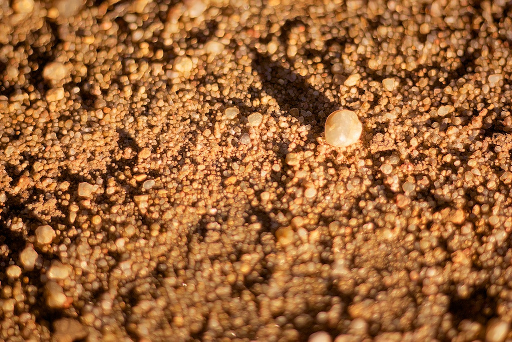 Canon EOS 450D (EOS Rebel XSi / EOS Kiss X2) sample photo. Golden pebbles photography