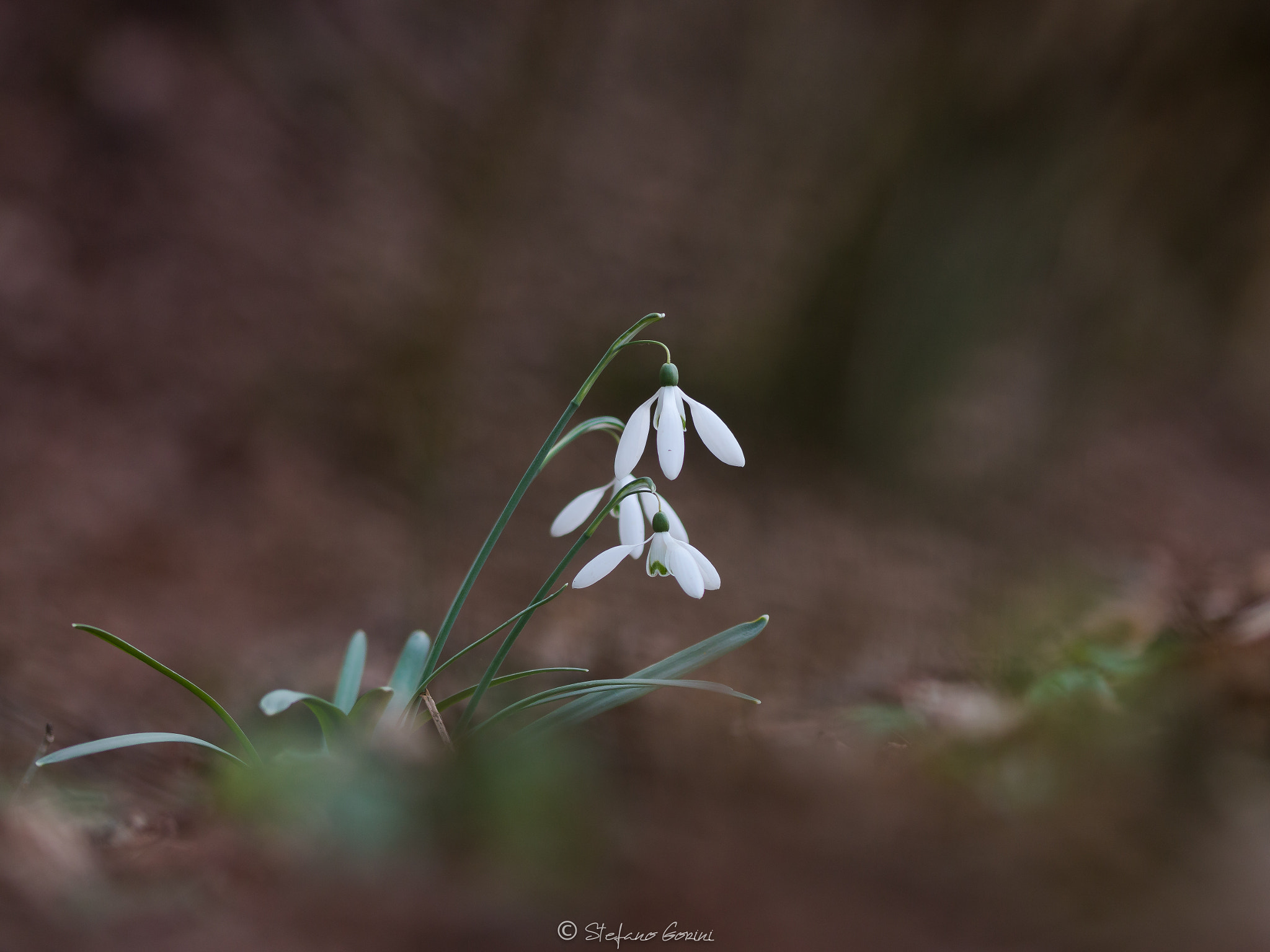 Sigma 105mm F2.8 EX DG OS HSM sample photo. Bucanevi photography