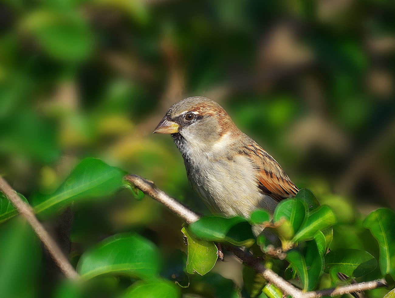 Sony 500mm F8 Reflex sample photo. Pardal (sparrow) photography