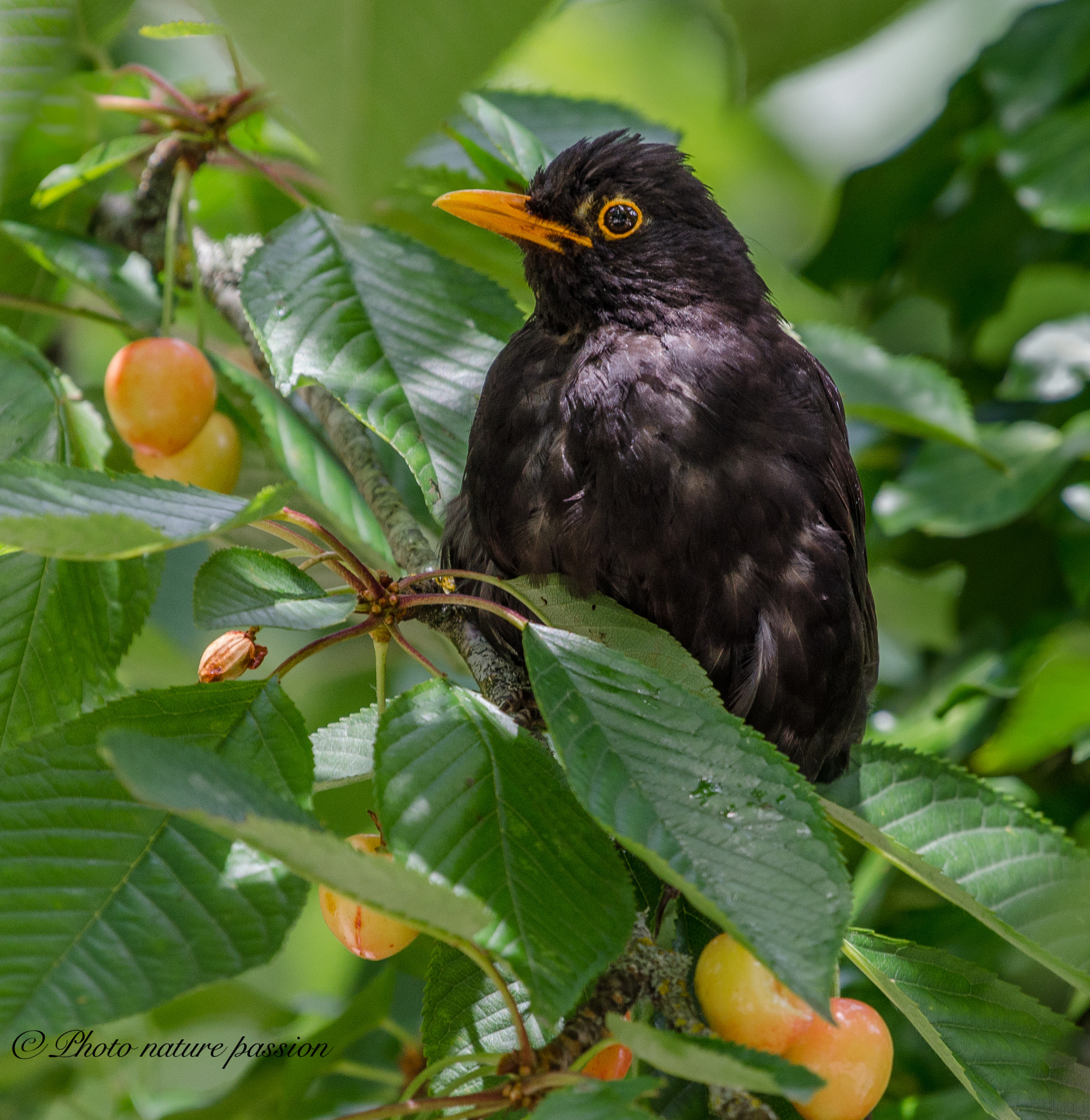 Nikon AF-S Nikkor 200-500mm F5.6E ED VR sample photo. Looking for cherries ! photography