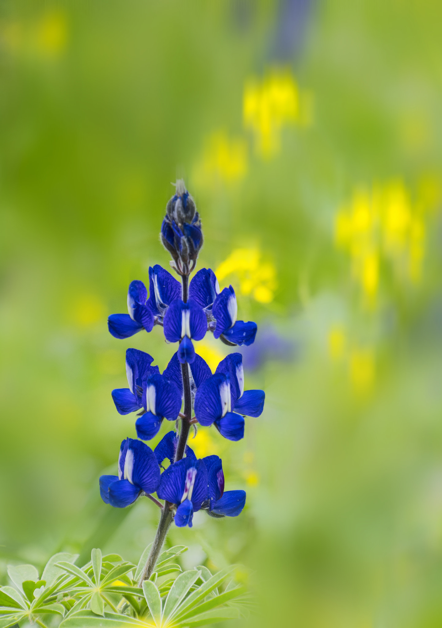 Nikon D500 sample photo. Lupine alone photography
