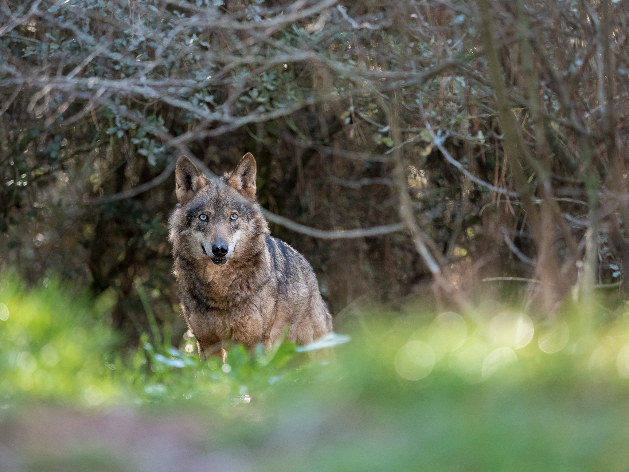 Olympus PEN E-PL7 sample photo. Female iberian wolf (canis lupus signatus) in a nice forest photography