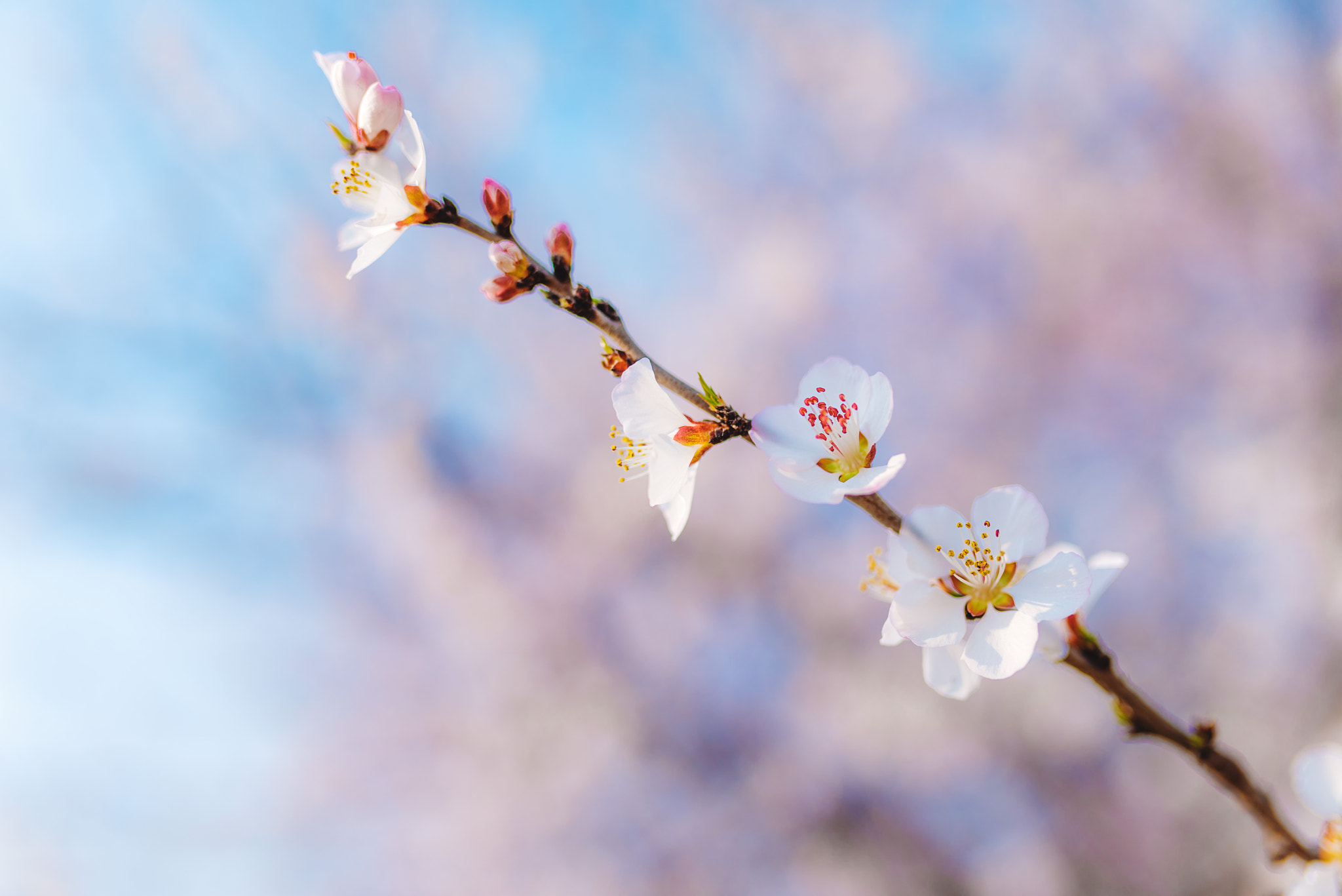 Nikon D810 + Sigma 35mm F1.4 DG HSM Art sample photo. Sakura photography