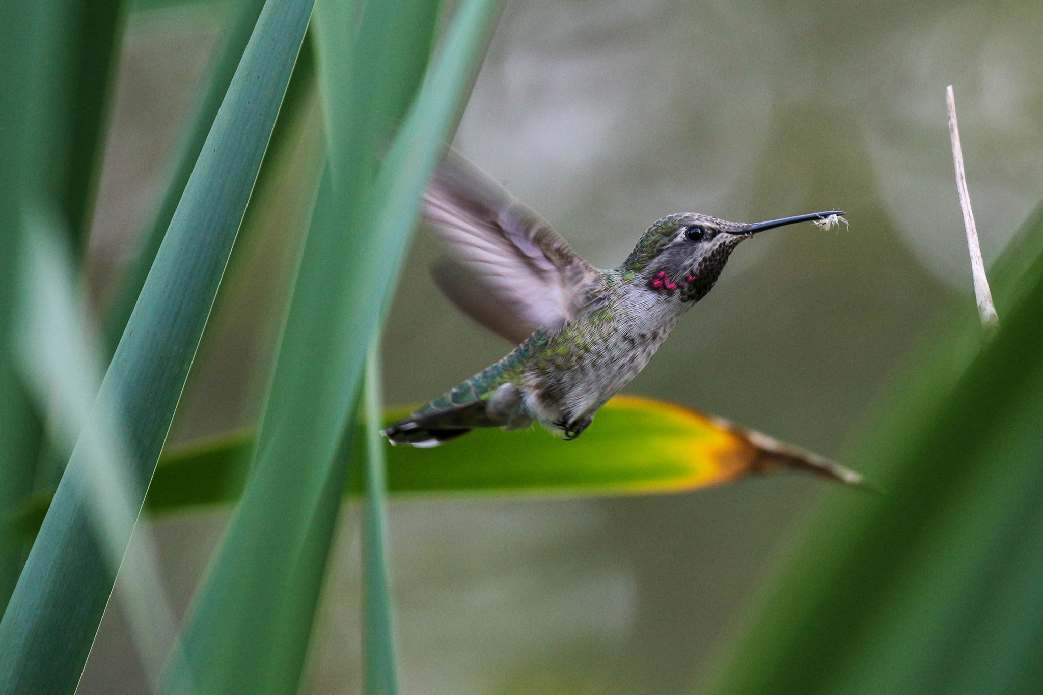 Canon EOS 700D (EOS Rebel T5i / EOS Kiss X7i) sample photo. Anna's humming bird photography