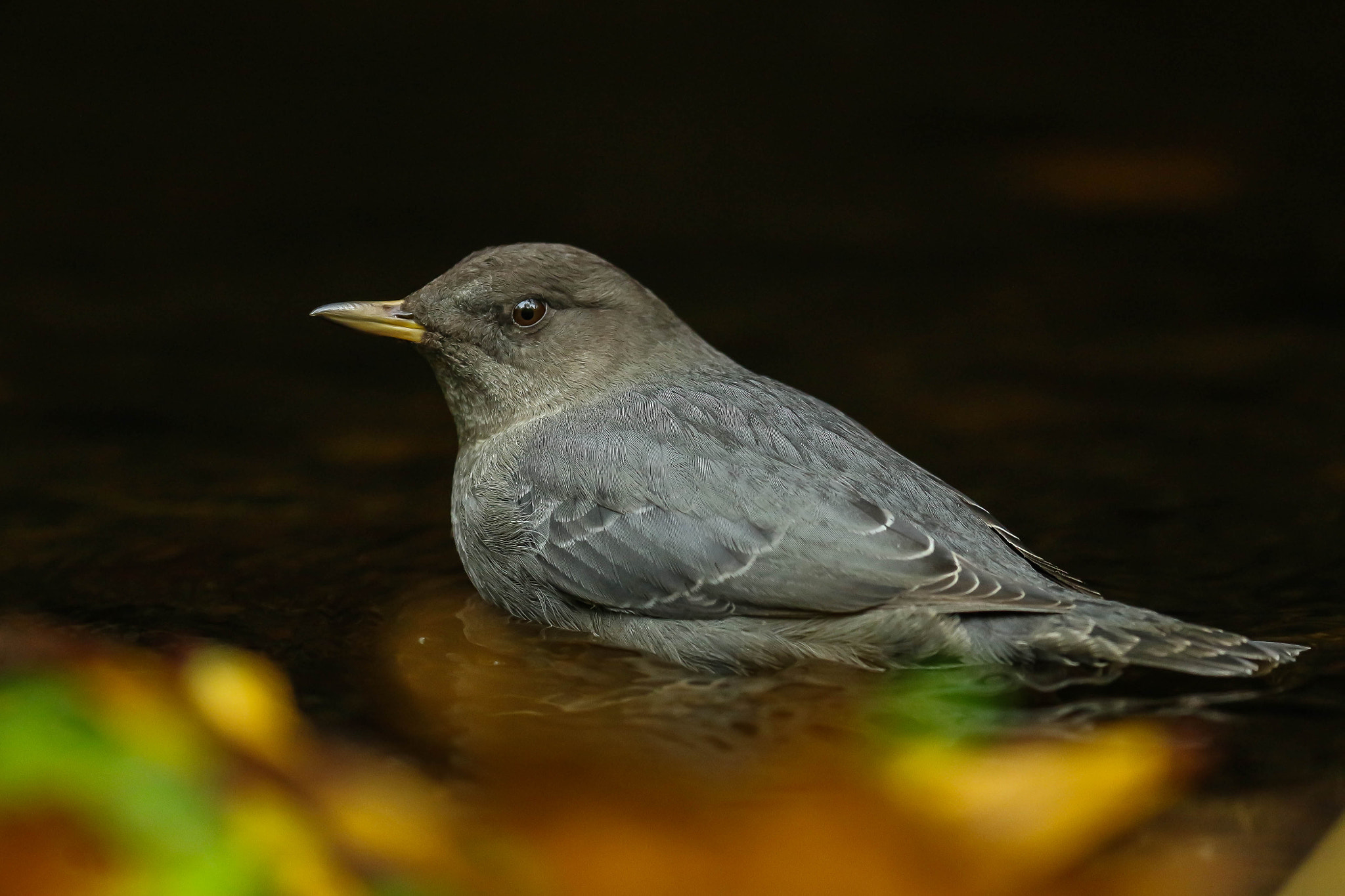 Canon EOS 700D (EOS Rebel T5i / EOS Kiss X7i) + Canon EF 100-400mm F4.5-5.6L IS II USM sample photo. American dipper photography
