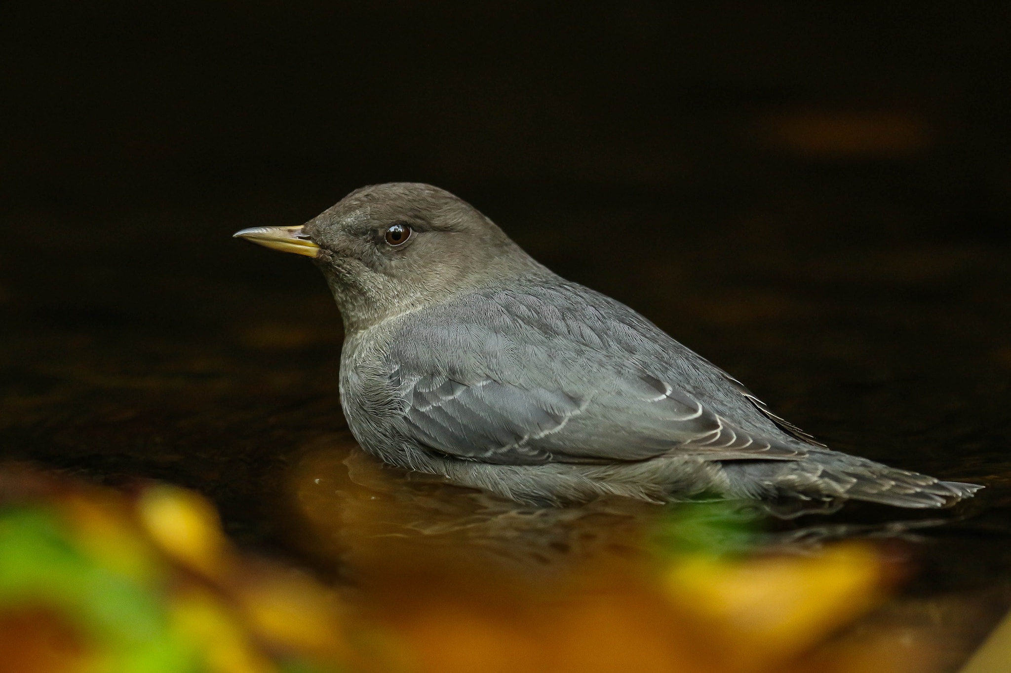 Canon EOS 700D (EOS Rebel T5i / EOS Kiss X7i) sample photo. American dipper photography
