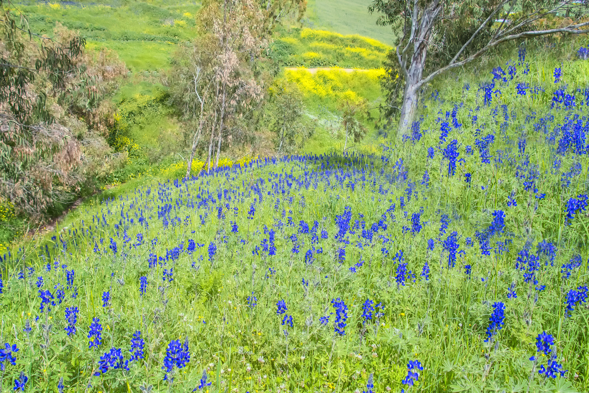 Nikon D500 sample photo. Lupine hill photography