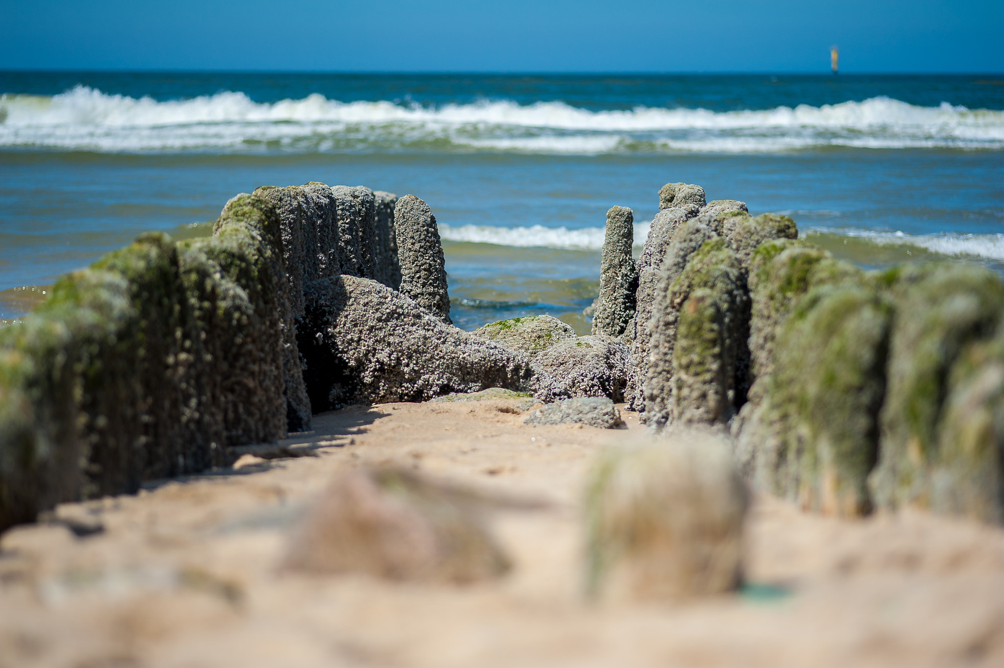 Nikon D700 + Sigma 105mm F2.8 EX DG Macro sample photo. Insel sylt photography