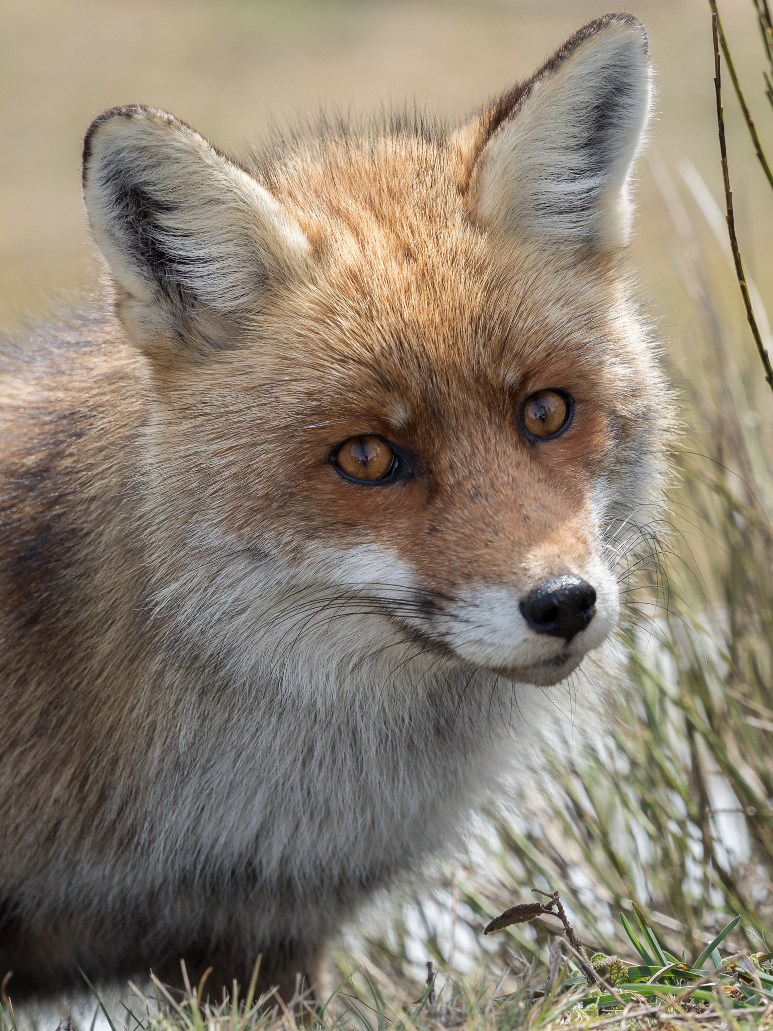 Olympus PEN E-PL7 + Olympus M.Zuiko Digital ED 40-150mm F2.8 Pro sample photo. The gaze of the red fox (vulpes vulpes) photography