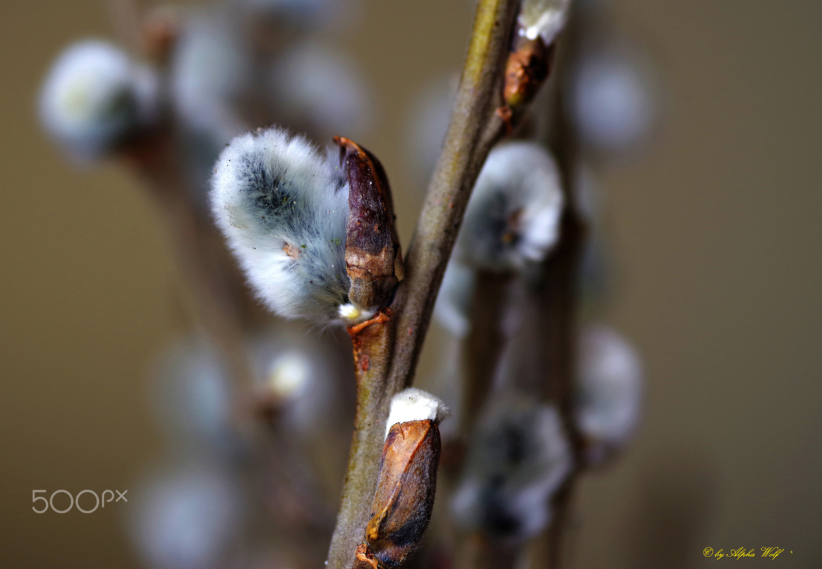 Pentax smc D-FA 100mm F2.8 Macro WR sample photo. Weid kittens photography