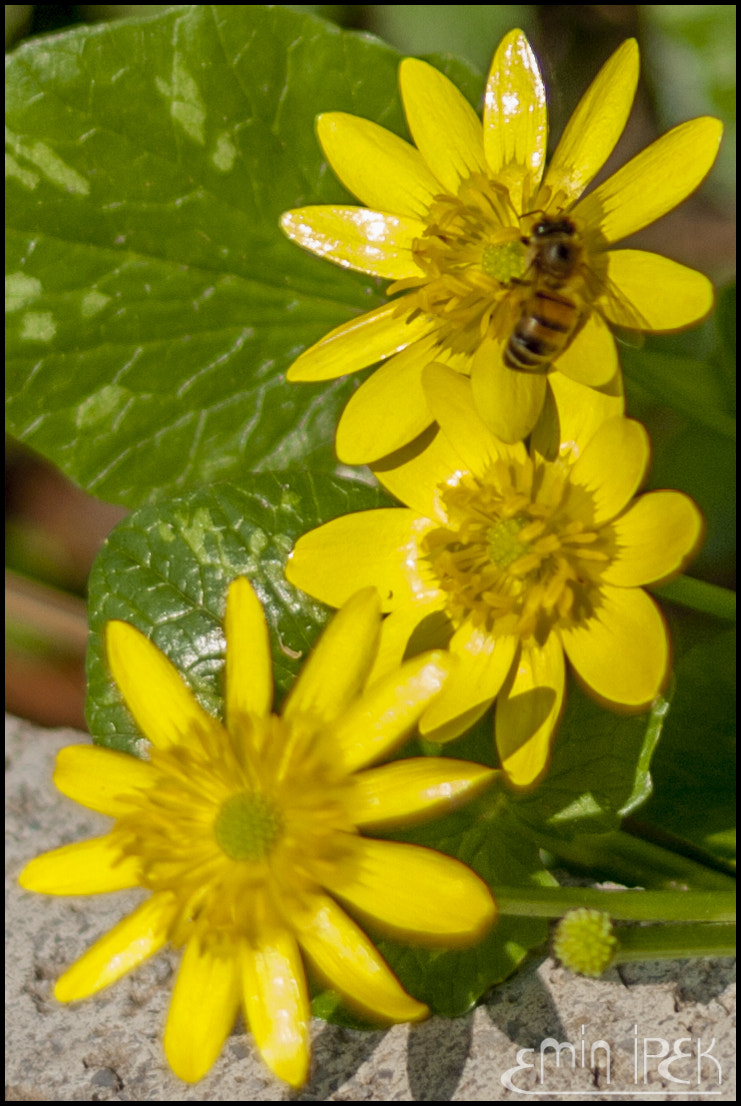 Canon EOS 40D + Canon EF 50mm F1.8 STM sample photo. Bee and flower photography