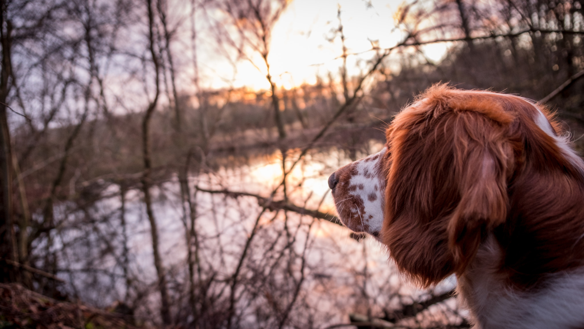 Fujifilm X-T2 sample photo. À la recherche du canard perdu photography