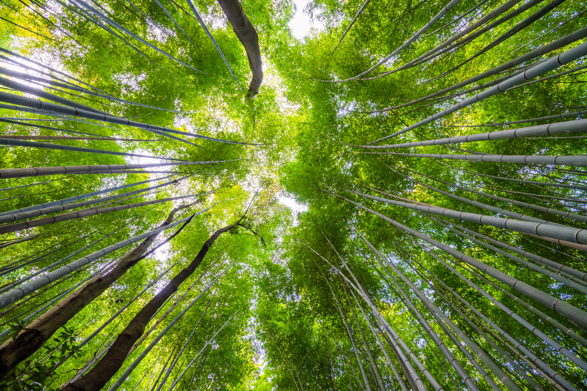 Sony a7 II + Sony Vario-Sonnar T* 16-35mm F2.8 ZA SSM sample photo. The bamboo groves of arashiyama, kyoto, japan. arashiyama is a d photography