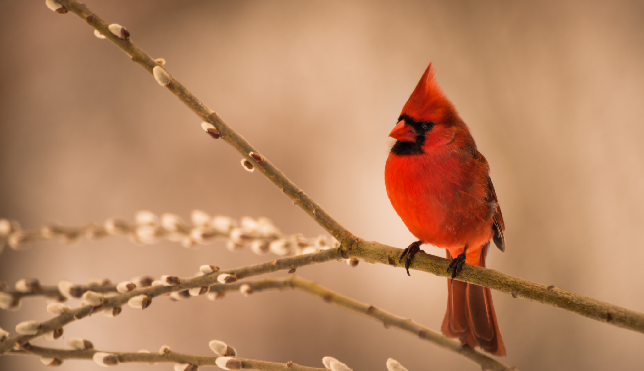 Sigma 150-600mm F5-6.3 DG OS HSM | C sample photo. Mr. red. photography