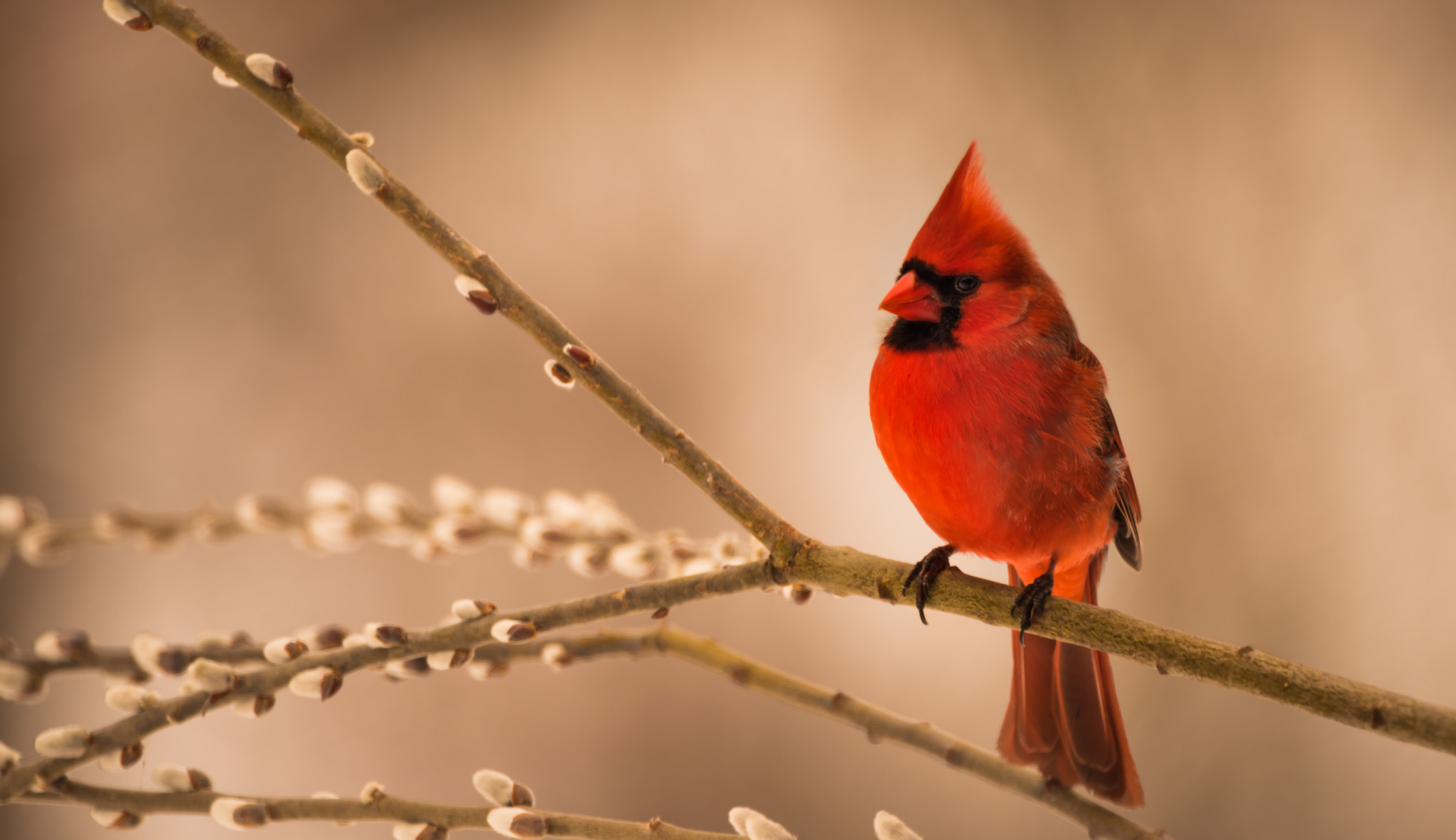 Nikon D810 sample photo. Mr. red. photography