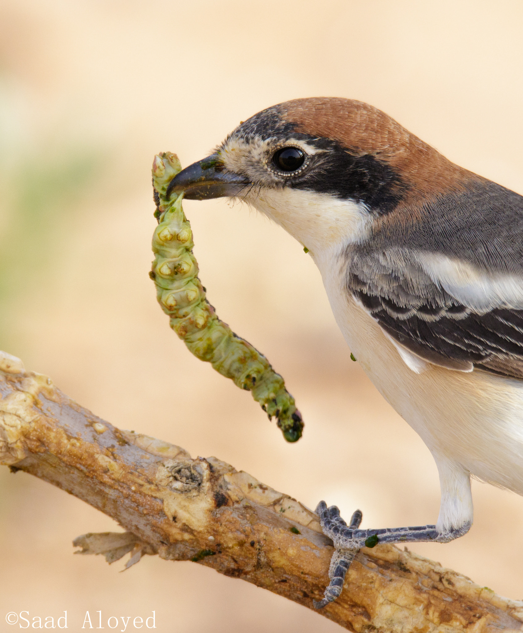 Sigma 150-600mm F5-6.3 DG OS HSM | C sample photo. Woodchat shrike الصرد أحمر القنة photography