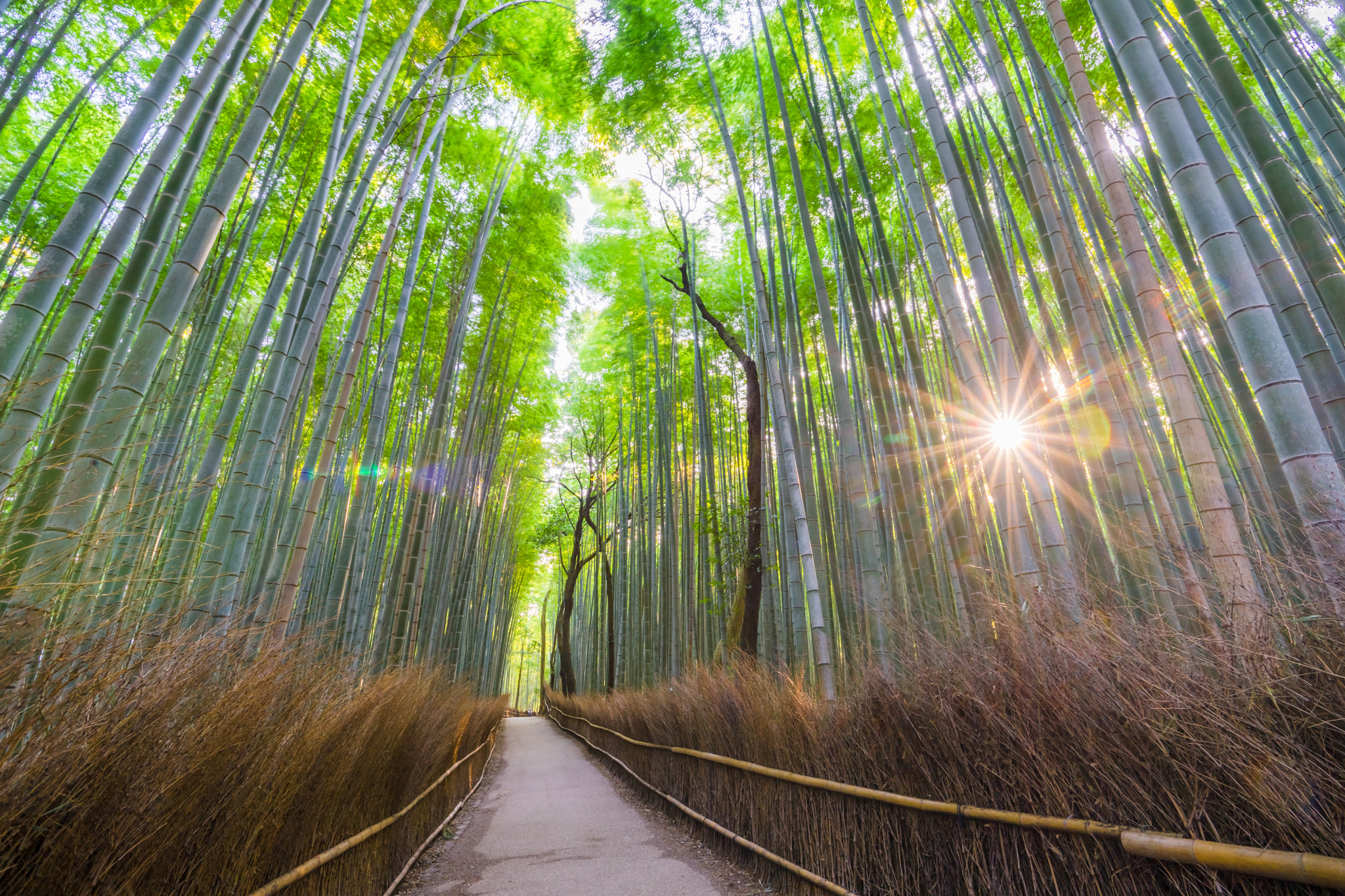Sony a7 II + Sony Vario-Sonnar T* 16-35mm F2.8 ZA SSM sample photo. The bamboo groves of arashiyama, kyoto, japan. arashiyama is a d photography