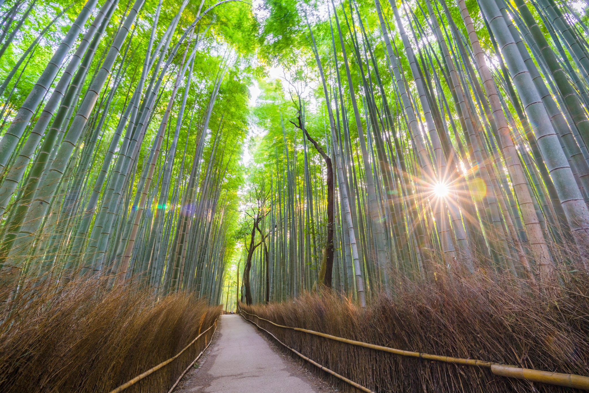 Sony Vario-Sonnar T* 16-35mm F2.8 ZA SSM sample photo. The bamboo groves of arashiyama, kyoto, japan. arashiyama is a d photography