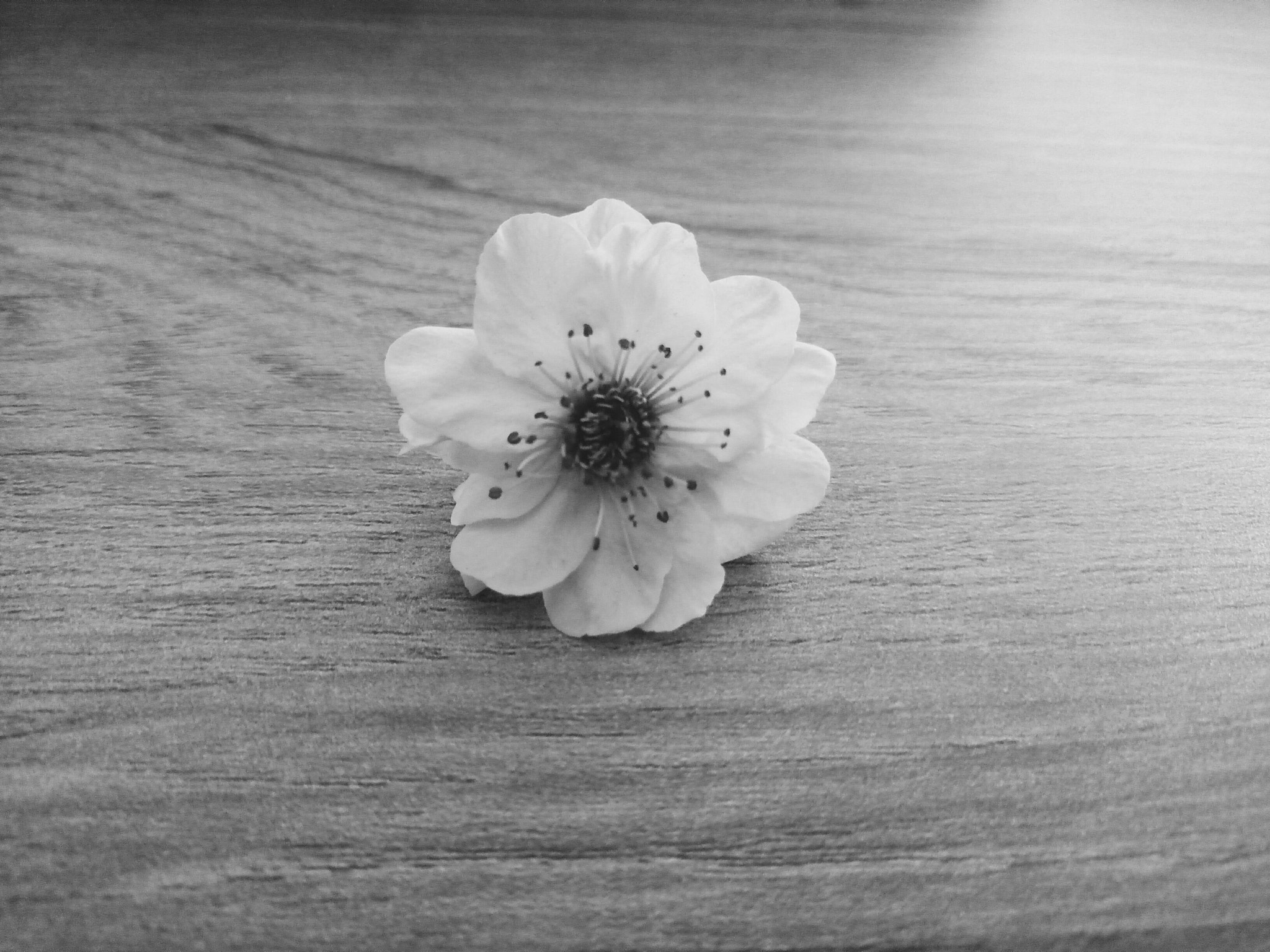 Meizu MX6 sample photo