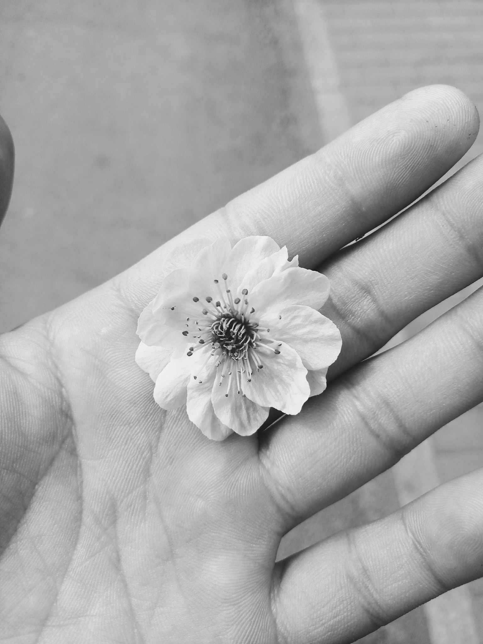 Meizu MX6 sample photo