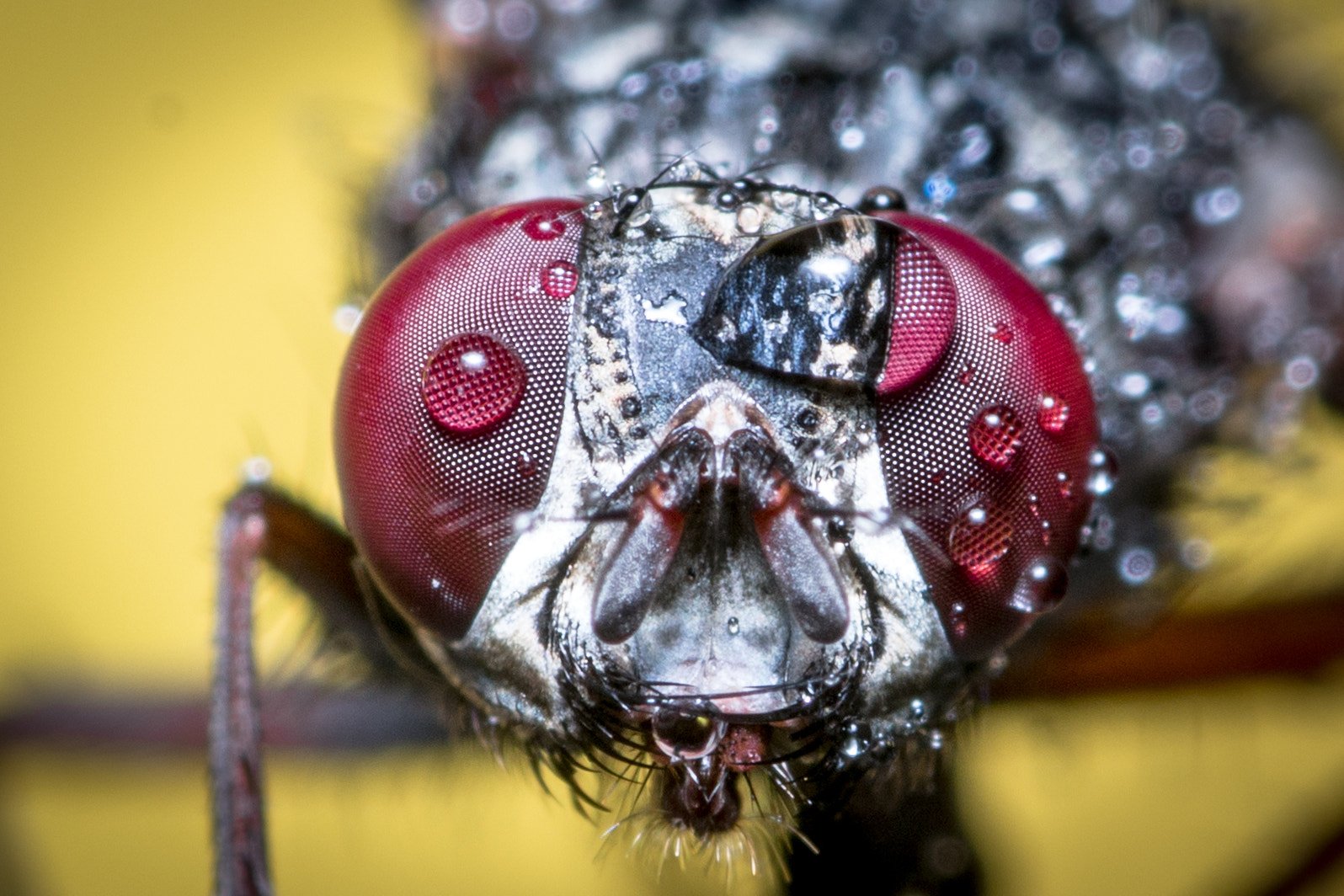 Sigma 105mm F2.8 EX DG OS HSM sample photo. Hmyz photography