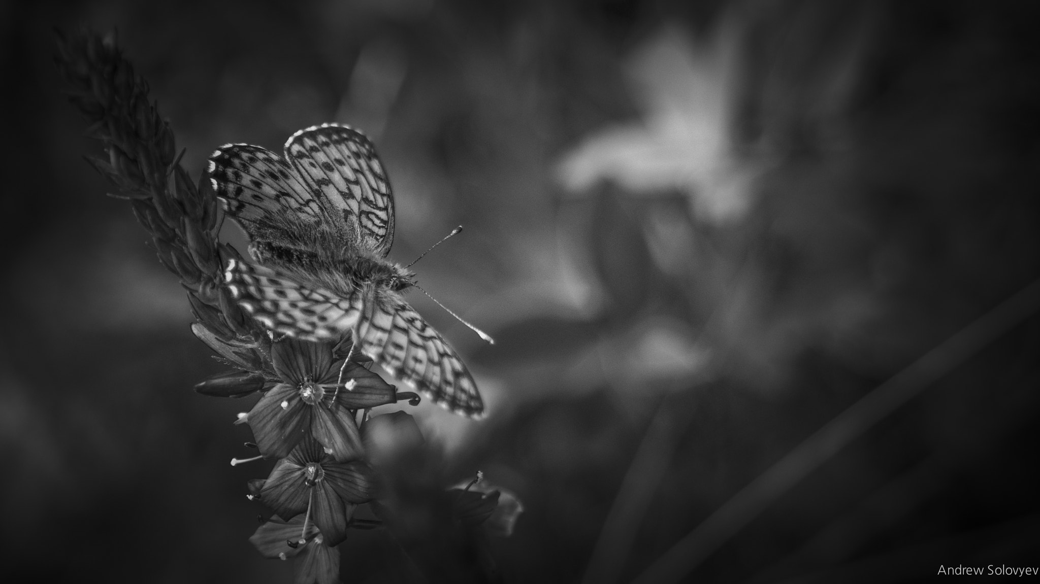 Sony SLT-A55 (SLT-A55V) sample photo. Butterfly photography