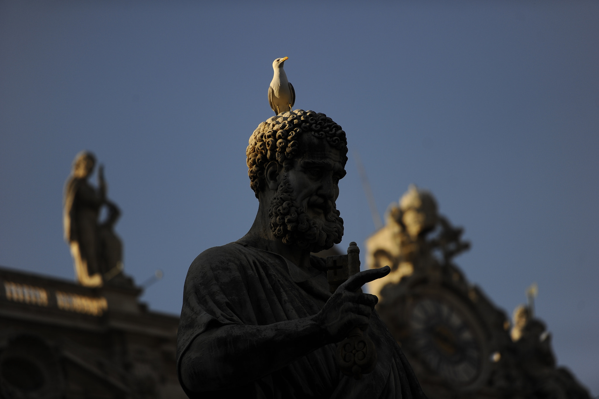 Nikon D3S sample photo. Seagull photography