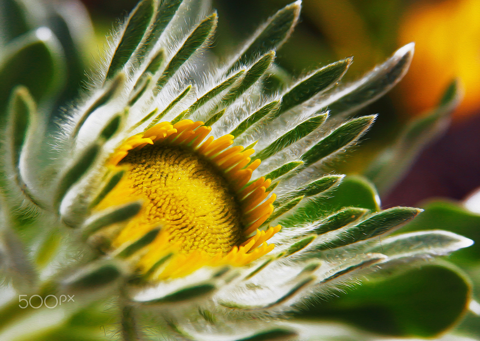 Sigma 17-70mm F2.8-4 DC Macro OS HSM sample photo. Sunshine photography