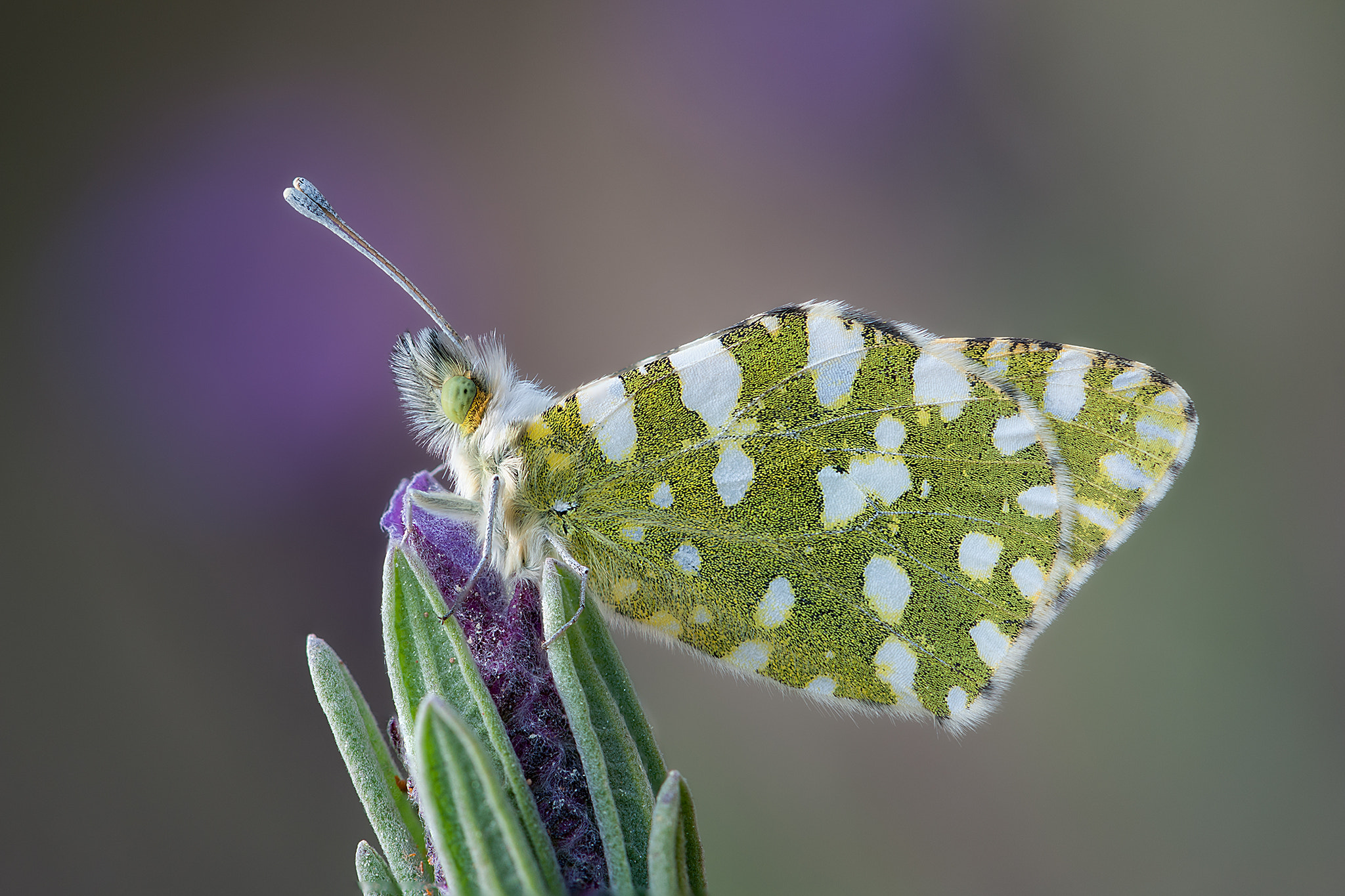 Nikon AF-S Micro-Nikkor 105mm F2.8G IF-ED VR sample photo. Euchloe crameri photography