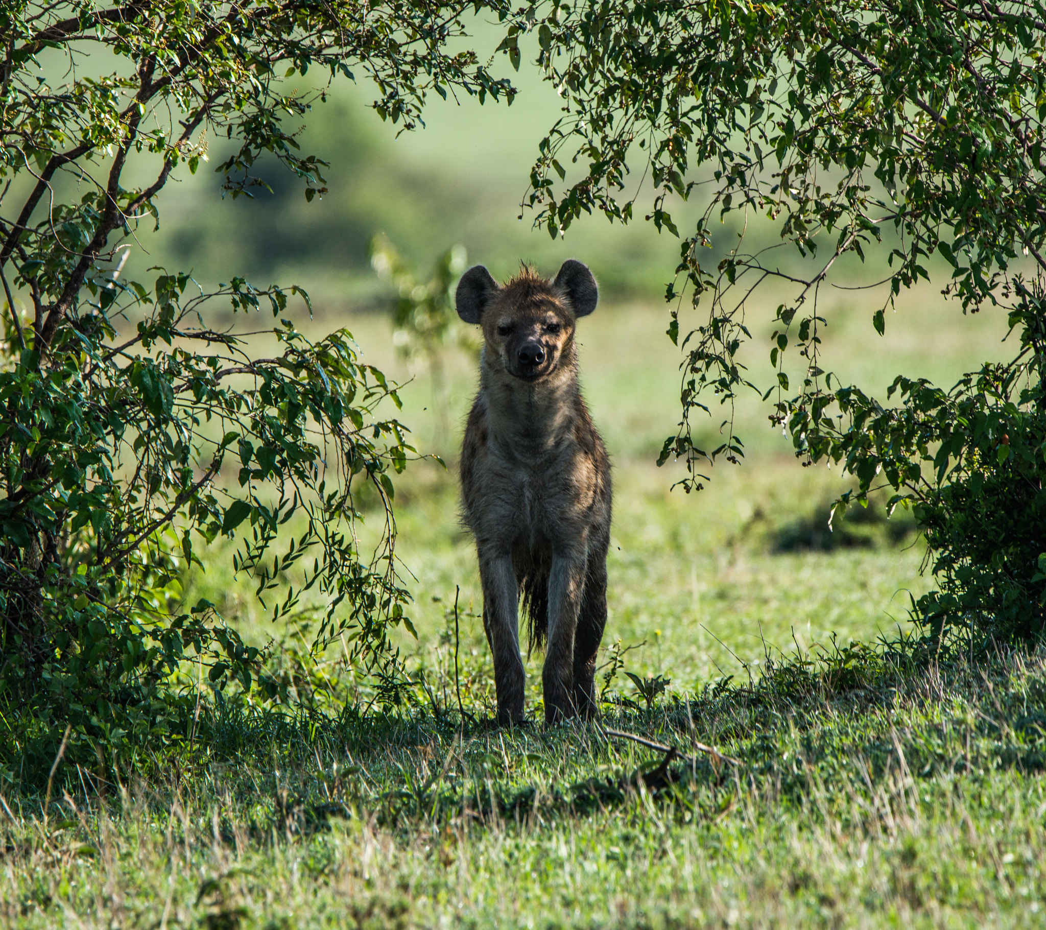 Nikon D600 sample photo. Hyena photography
