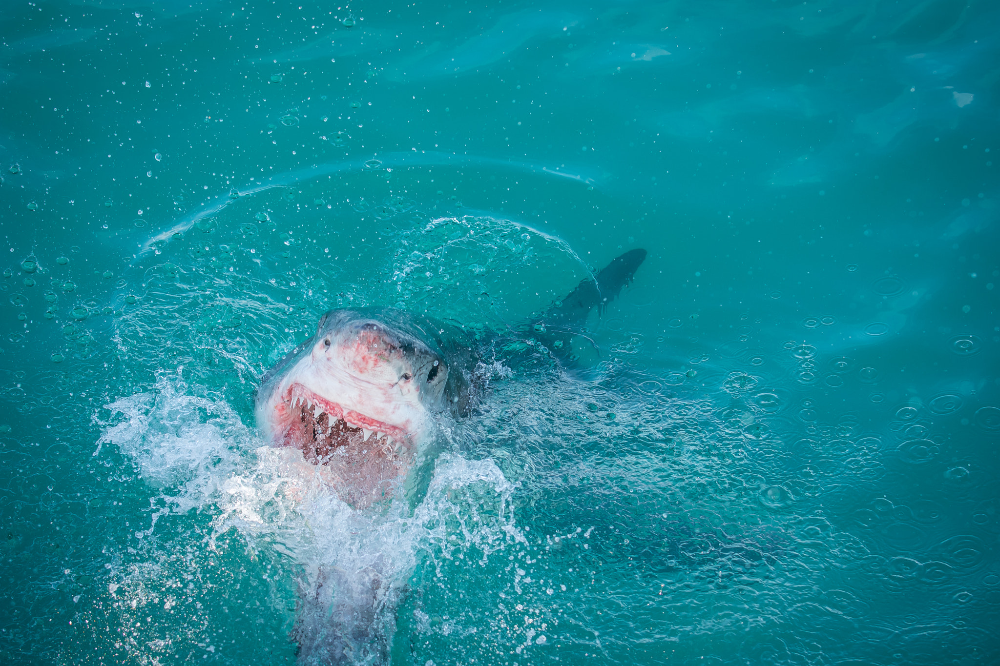 Nikon D7200 sample photo. Shark lady ... photography