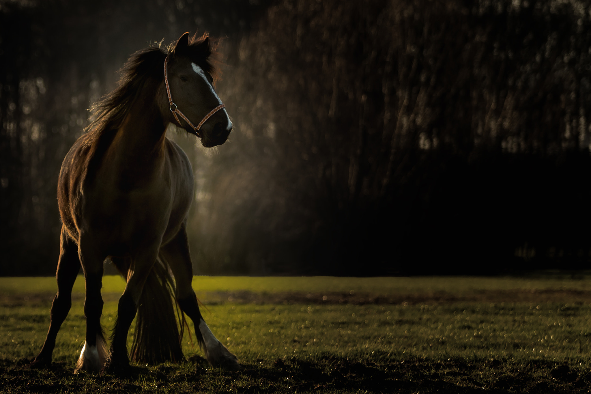 Canon EOS-1D X Mark II sample photo. Evening atmosphere photography