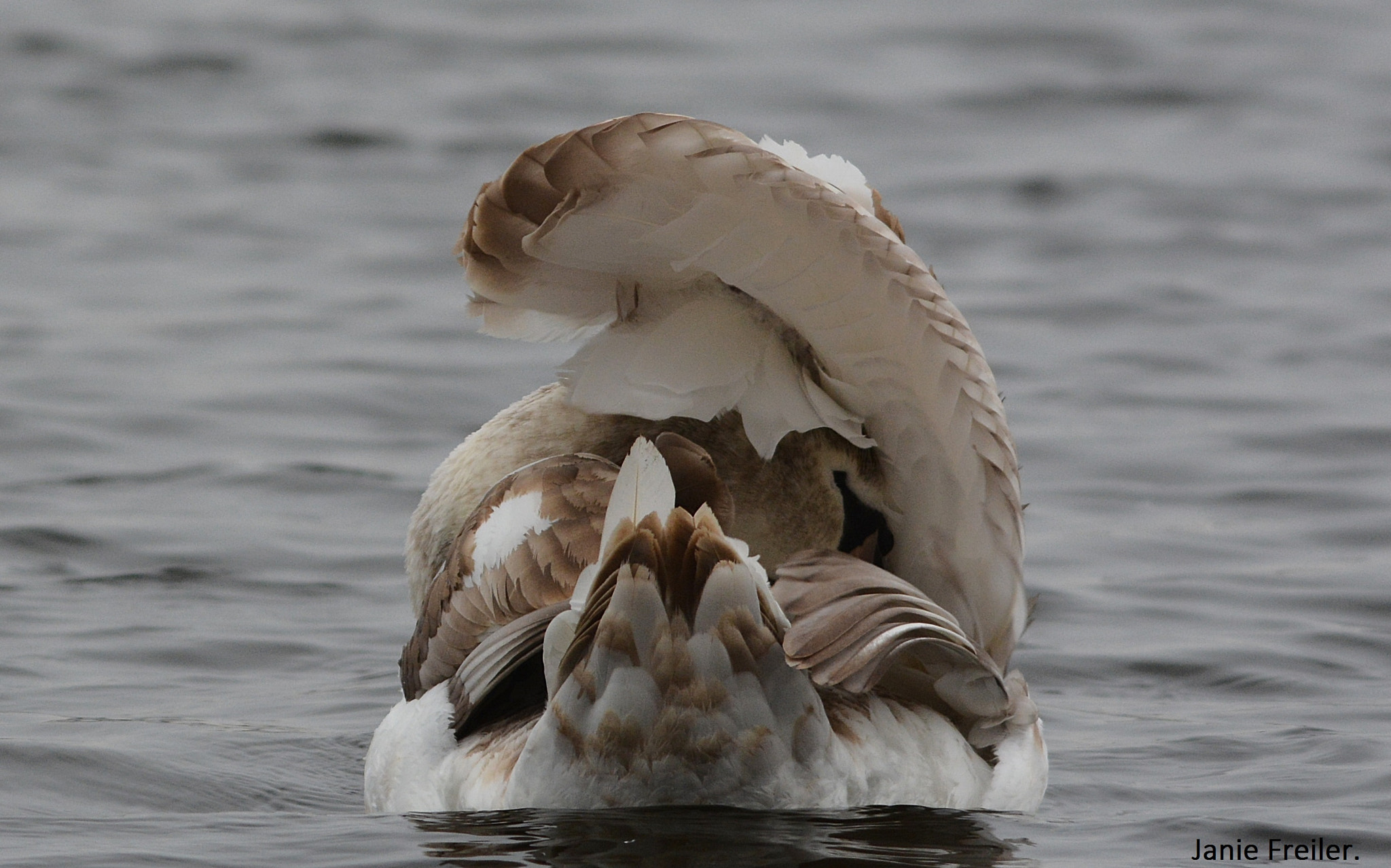 Sigma 150-500mm F5-6.3 DG OS HSM sample photo. So shy...... photography
