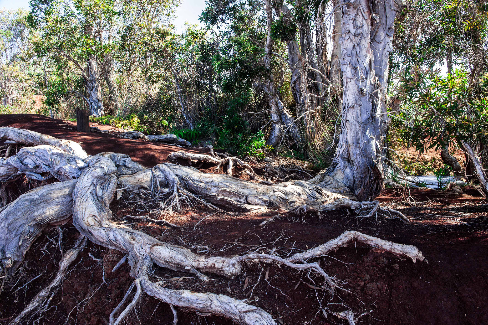 Nikon D3 sample photo. Tree near waimea canyon kauai photography