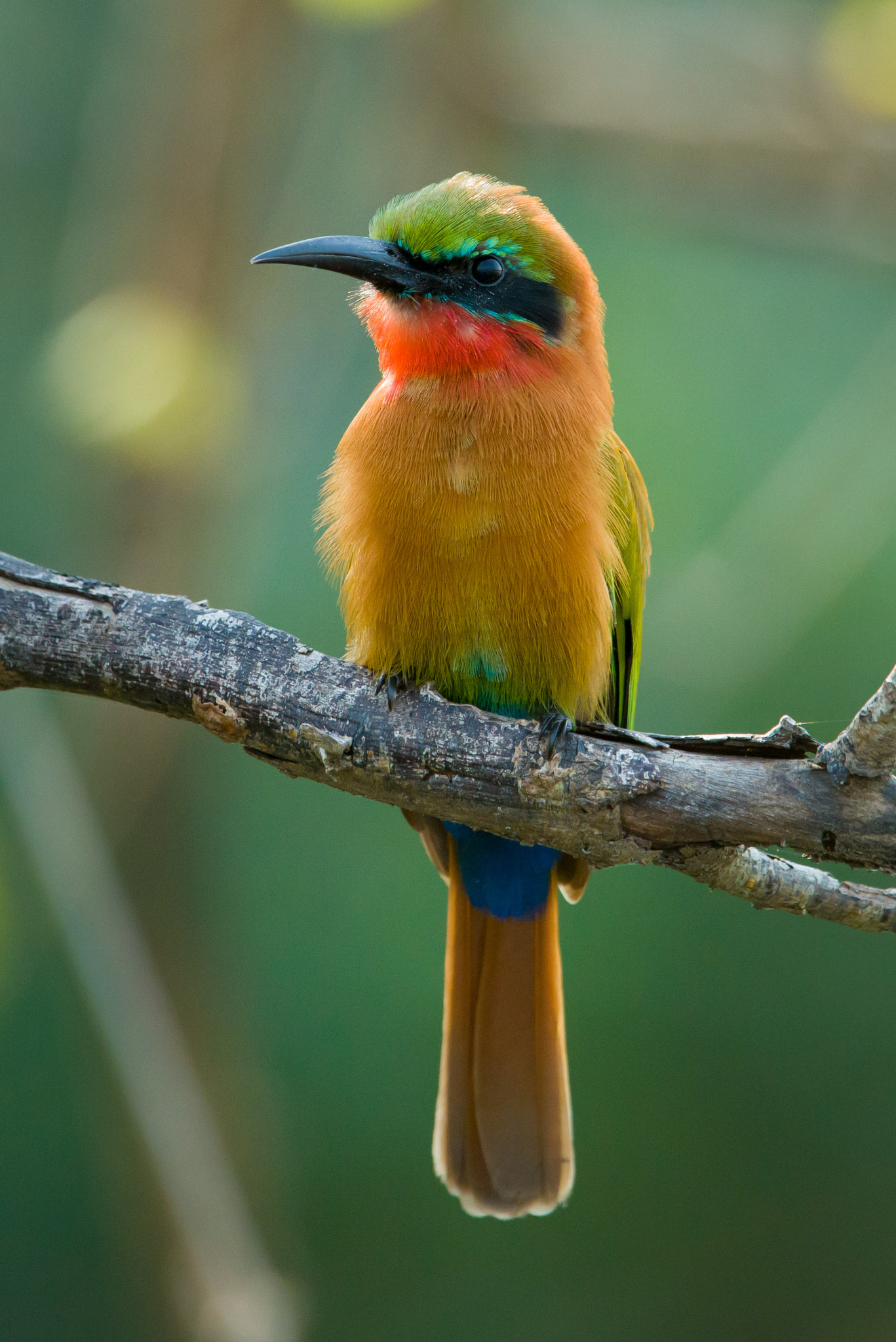 Nikon D800 + Nikon AF-S Nikkor 200-400mm F4G ED-IF VR sample photo. Red-throated bee-eater photography