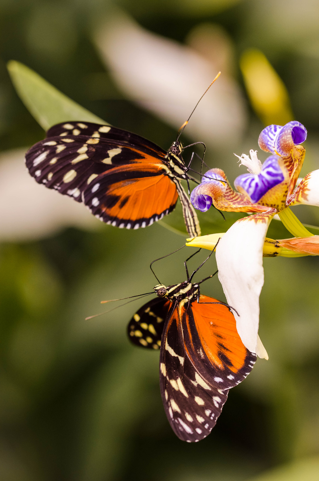 Sigma 105mm F2.8 EX DG OS HSM sample photo. Schmetterlinge photography