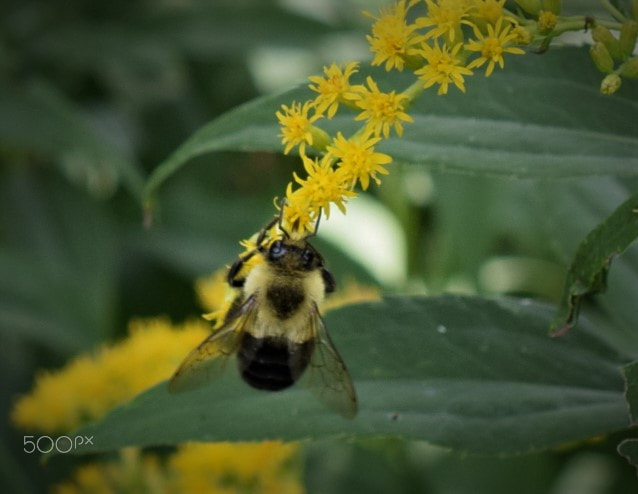 Nikon AF-S DX Micro Nikkor 40mm F2.8 sample photo. Bee on flower photography