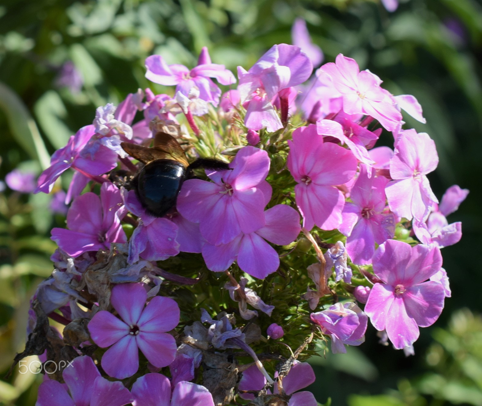 Nikon AF-S DX Micro Nikkor 40mm F2.8 sample photo. Bee nestled in pink flower photography