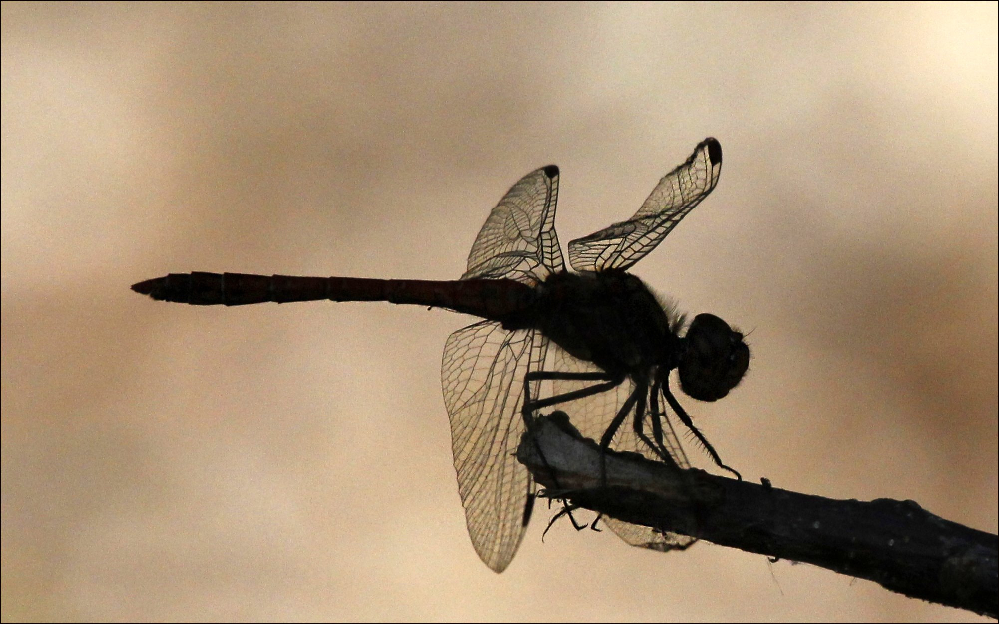 Canon EF 100-400mm F4.5-5.6L IS USM sample photo. Le côté obscur... (dark side) photography