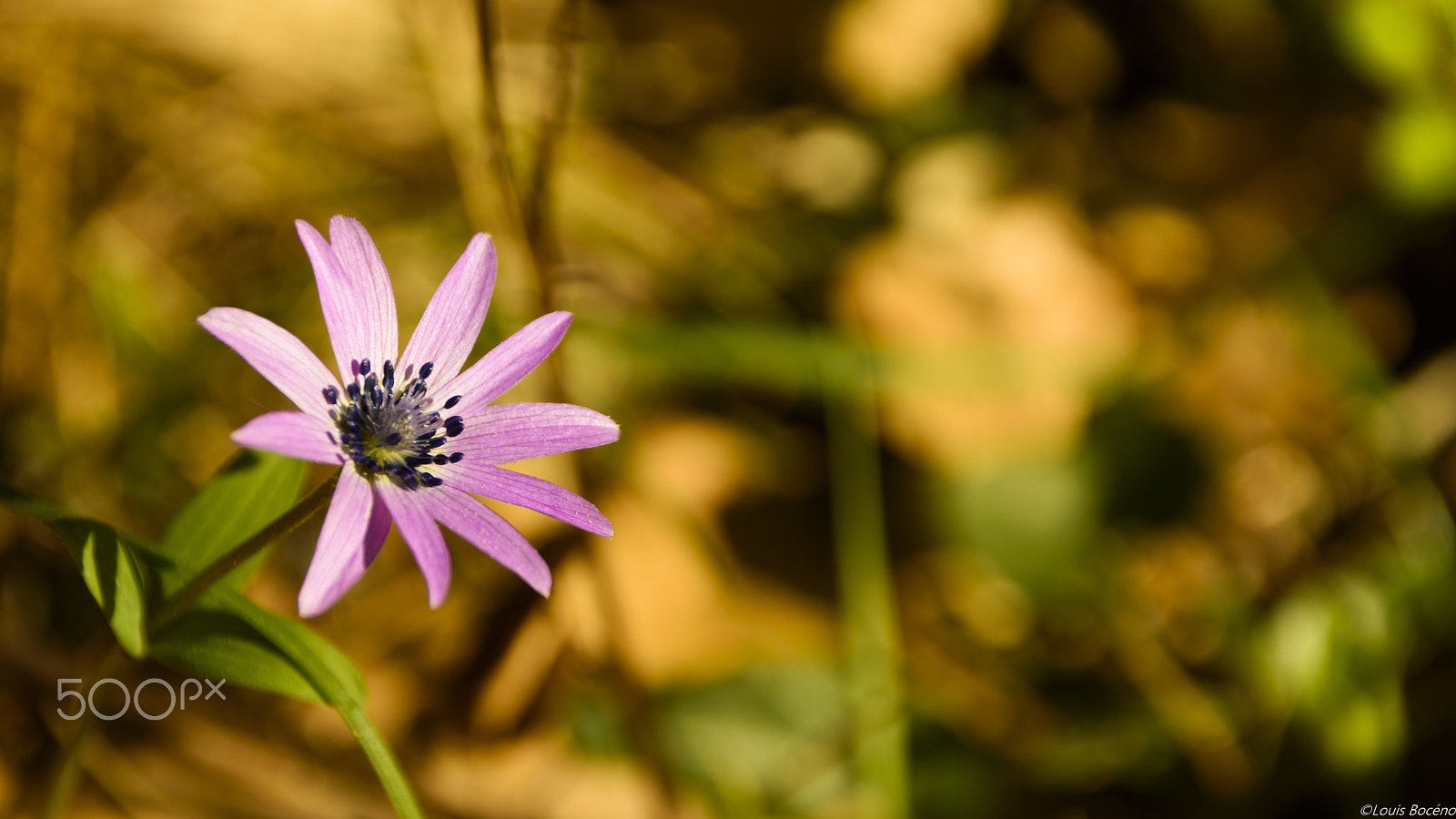 Nikon D5500 sample photo. Plan sarrain forest photography