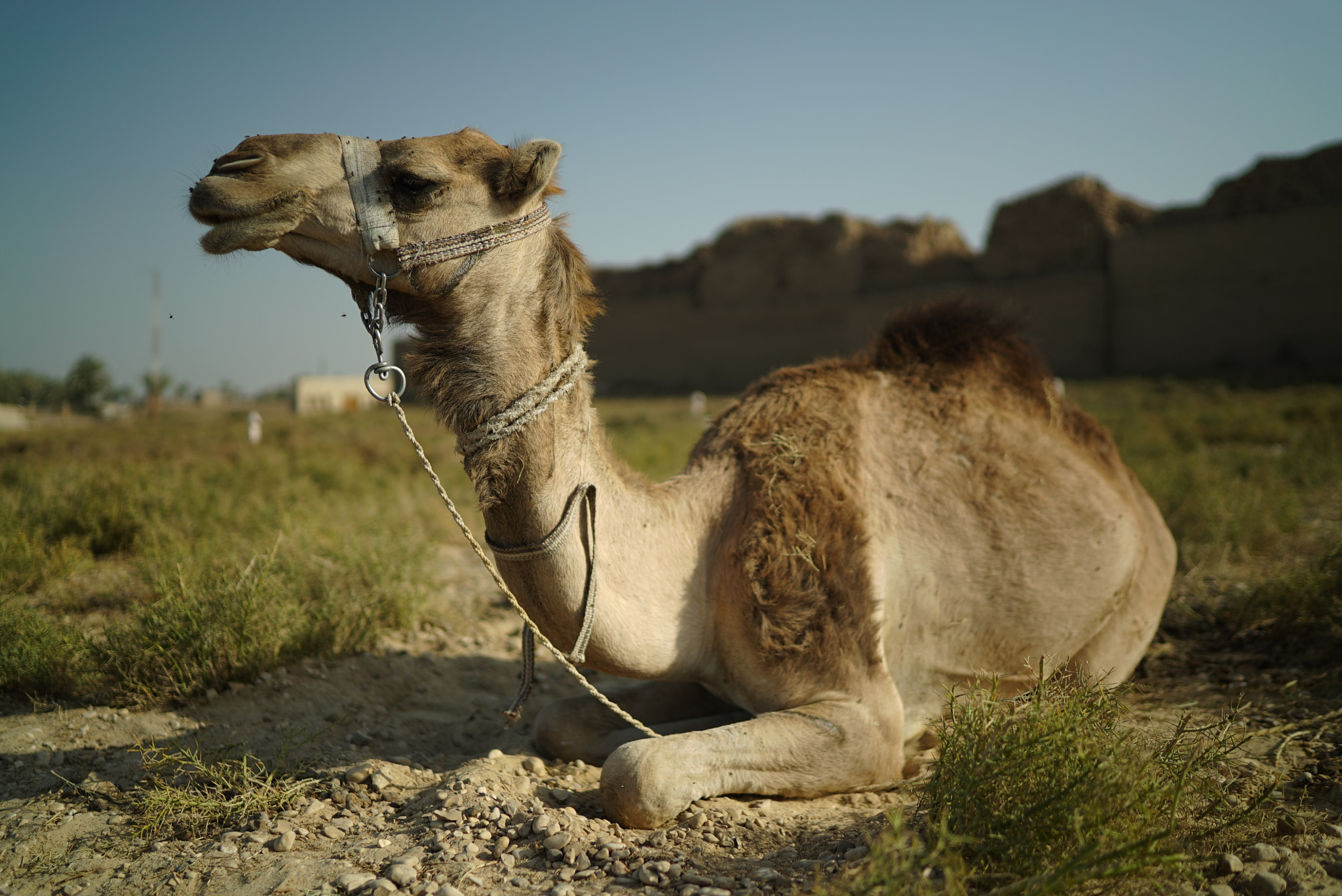 Sony a7S II sample photo. Camel photography