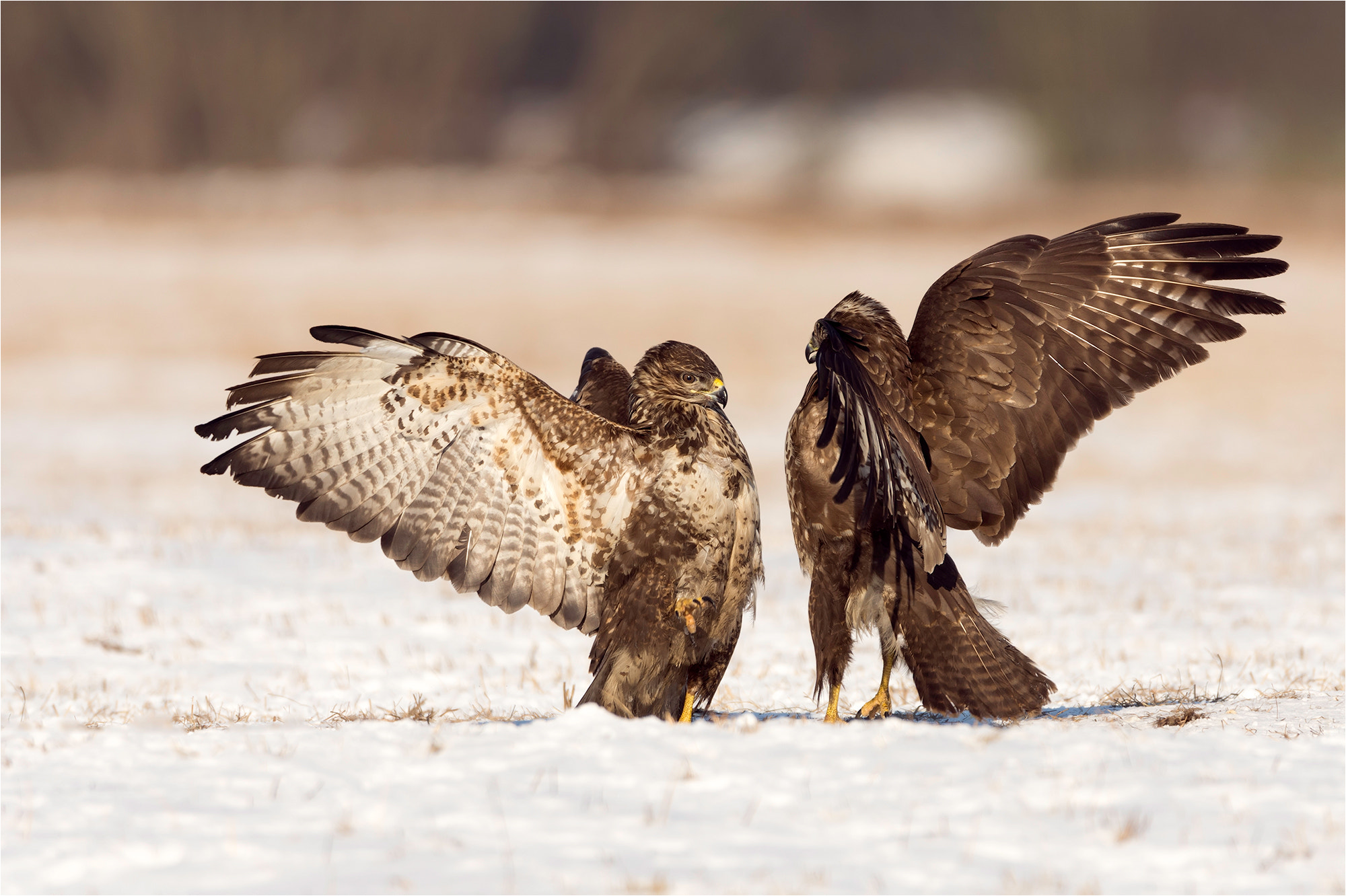 Nikon D7200 + Sigma 50mm F2.8 EX DG Macro sample photo. Common buzzard /mäusebussard photography