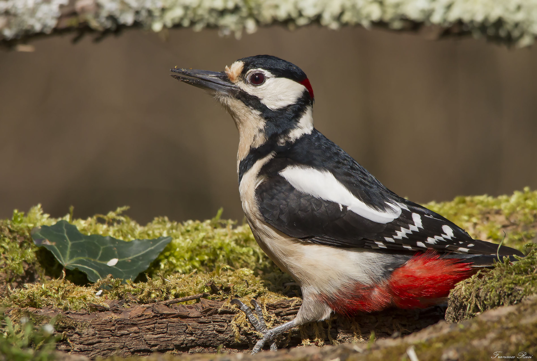 Sigma 150-500mm F5-6.3 DG OS HSM sample photo. Great spotted wood pecker, picchio rosso maggiore  photography